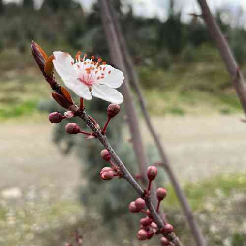 پارسالیپ آدم برفی